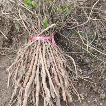 江西地道粉防己2年大苗，万亩基地直发，免费技术指导欢迎咨询