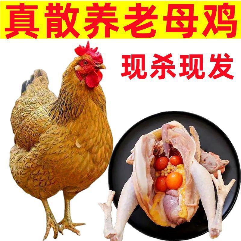 山林老母鸡土鸡现杀老母鸡3年土鸡散养农村农家鸡肉整鸡