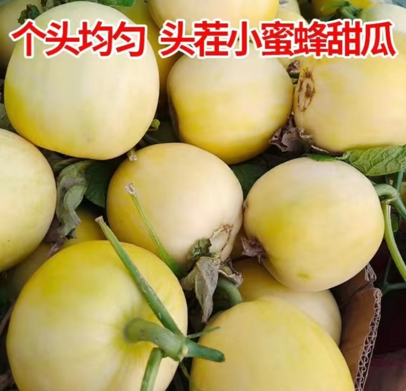 星甜20甜瓜小蜜蜂甜瓜小蜜罐甜瓜香甜多汁产地直发量大优惠