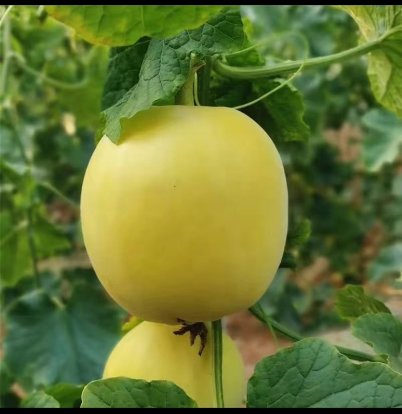 星甜20甜瓜小蜜蜂甜瓜小蜜罐甜瓜香甜多汁产地直发量大优惠