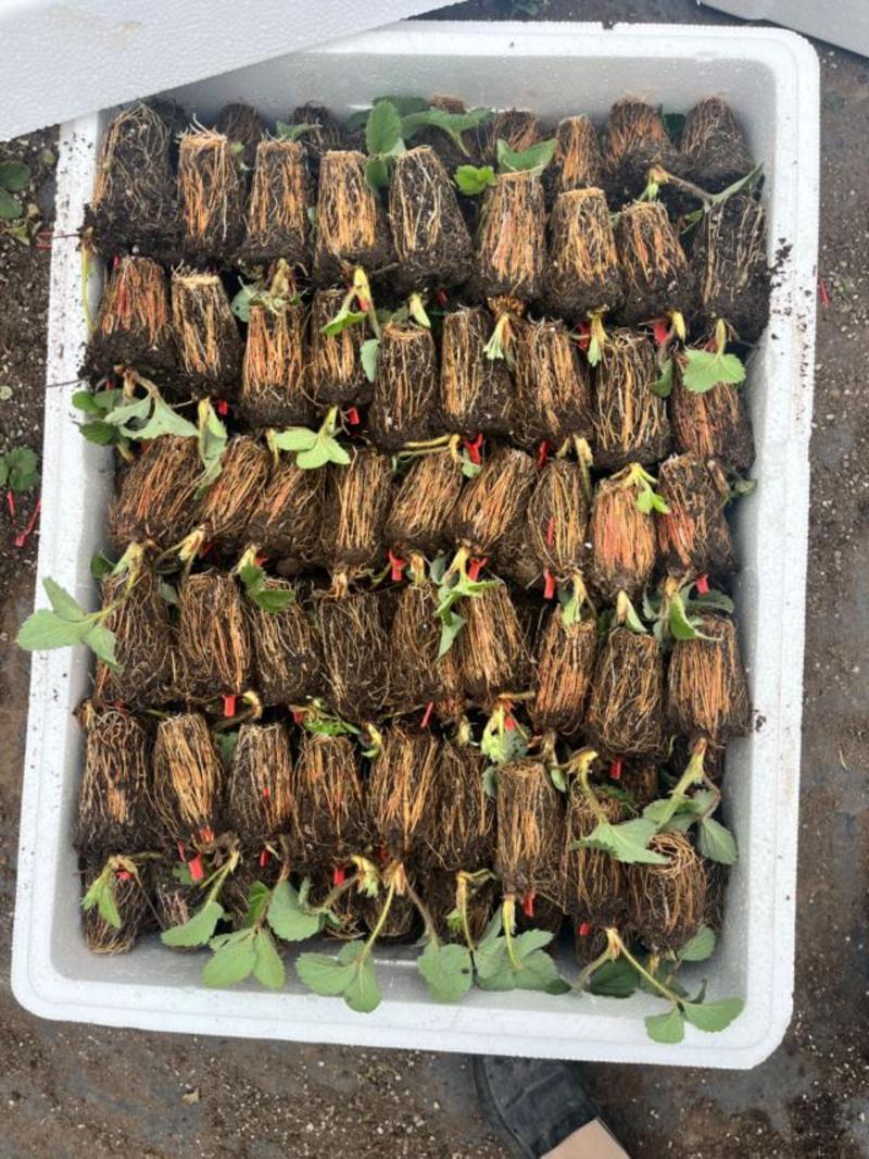 精品草莓苗种植基地直发，章姬草莓苗大量有货，价格可商议