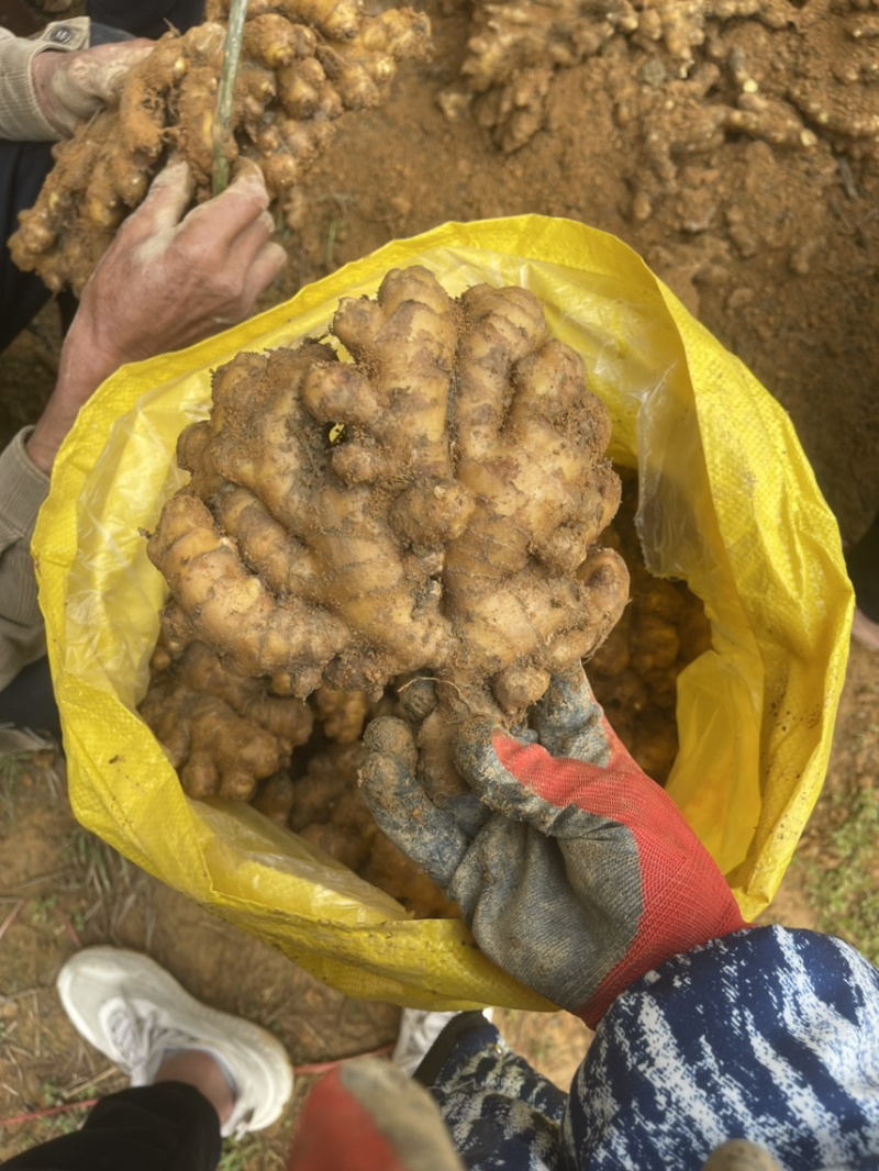 福建大田生姜好中差