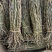 野生铁皮石斛，仿野生铁皮石斛鲜条、干条大量有货
