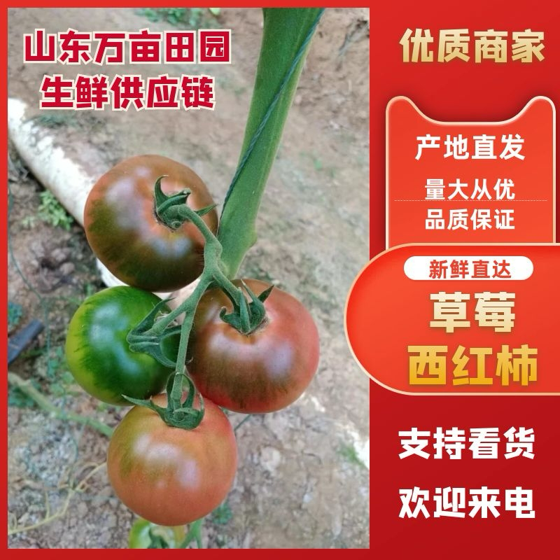 草莓柿子铁皮西红柿酸甜多汁全国发货产地直发量大优惠！