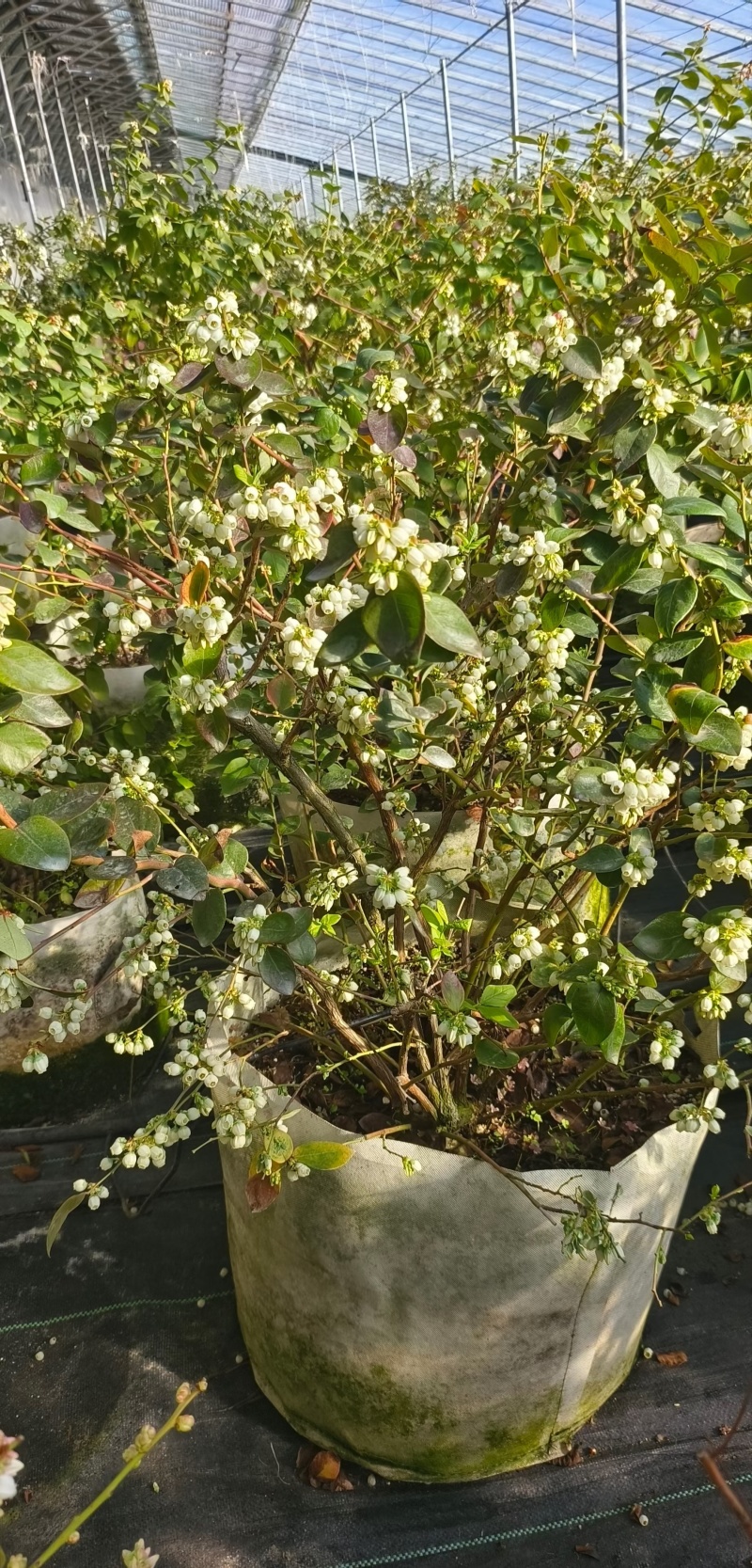 F6蓝莓苗脱毒育苗，保证品质非常好，包活，补发