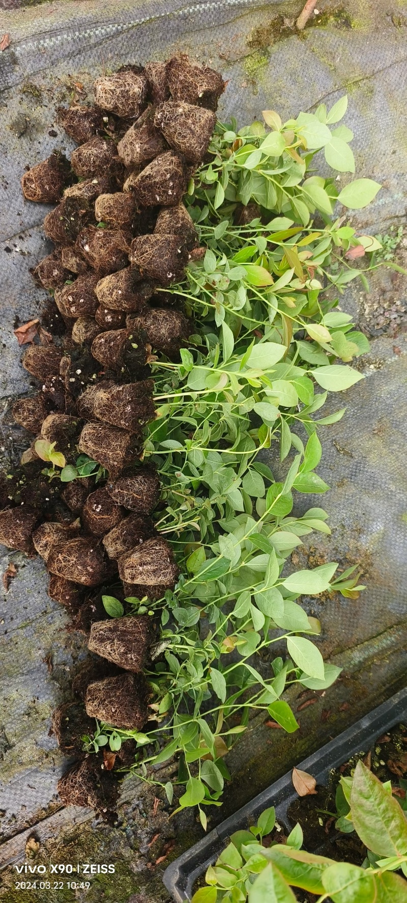 F6蓝莓苗脱毒育苗，保证品质非常好，包活，补发