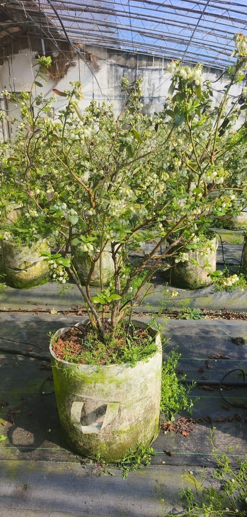 莱克西蓝莓苗脱毒育苗，保证品质非常好，包活，补发