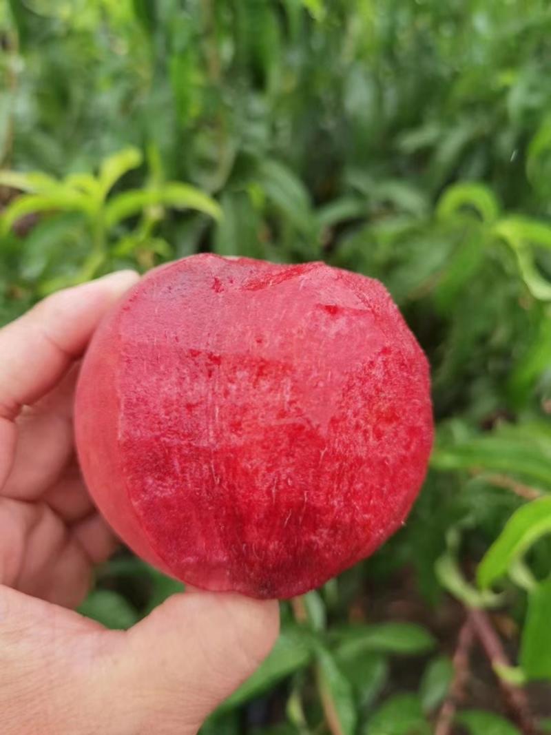 湖北毛桃突围红不软血桃小红桃多品种产地按需采摘包装发货