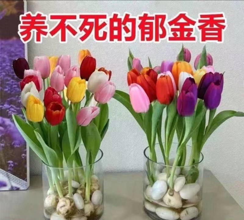 混色郁金香