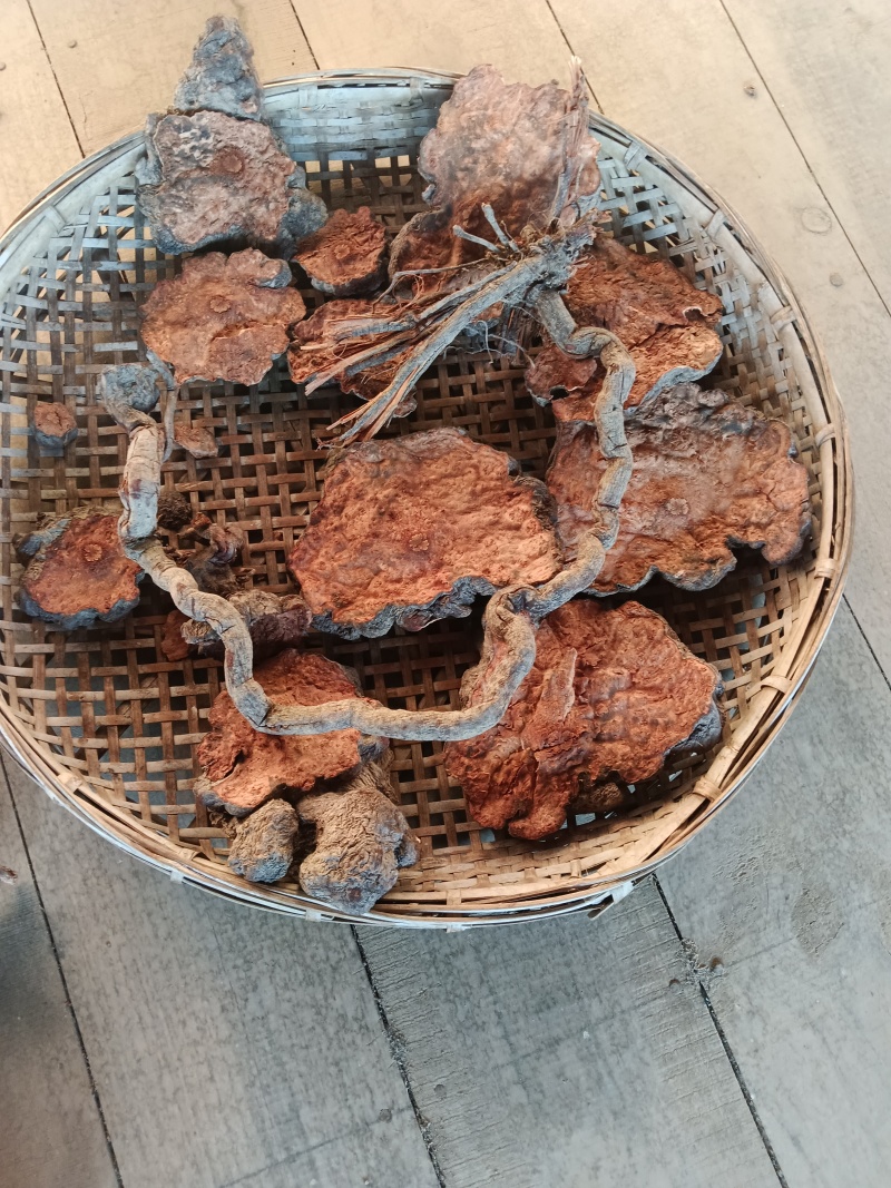 云南野生何首乌精品
