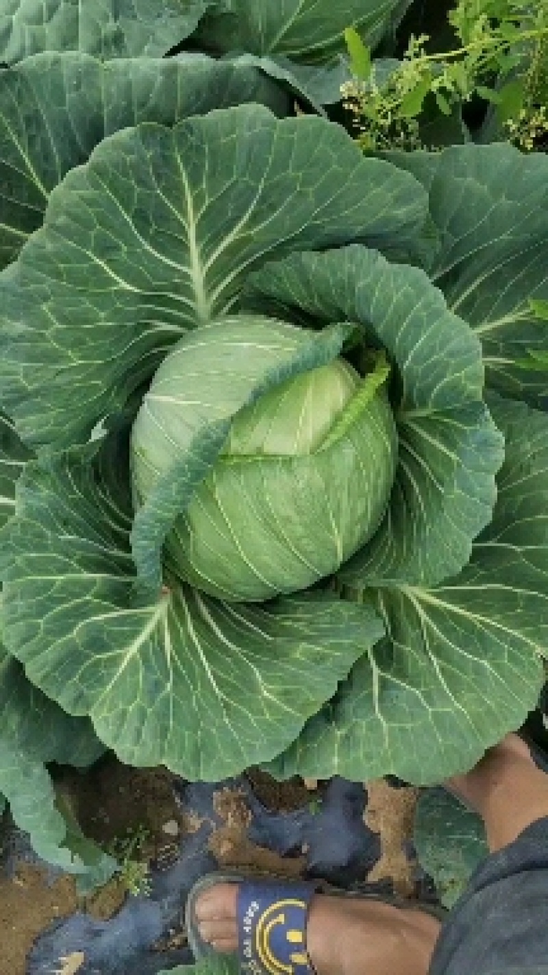连花白大量上市