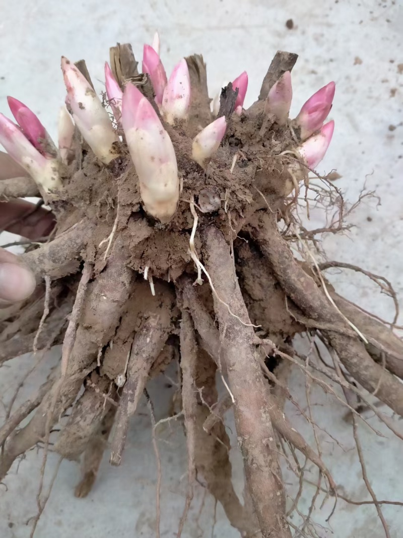 芍药牡丹花苗，牡丹城菏泽基地直发，品种齐全，现要现挖