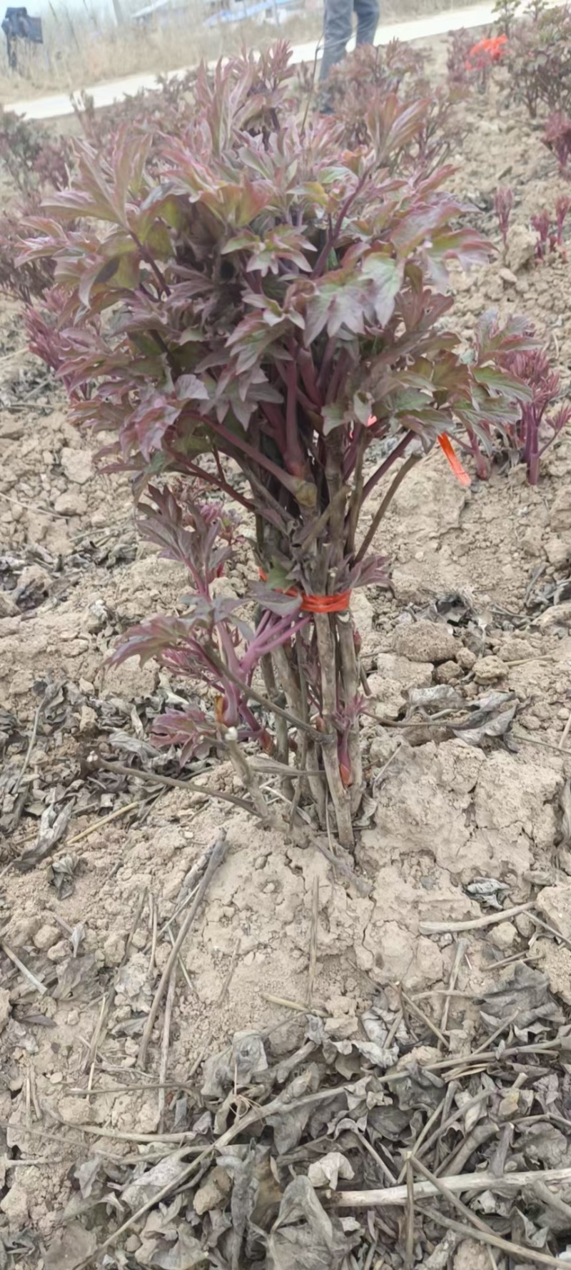 芍药牡丹花苗，牡丹城菏泽基地直发，品种齐全，现要现挖