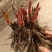 芍药牡丹花苗，牡丹城菏泽基地直发，品种齐全，现要现挖