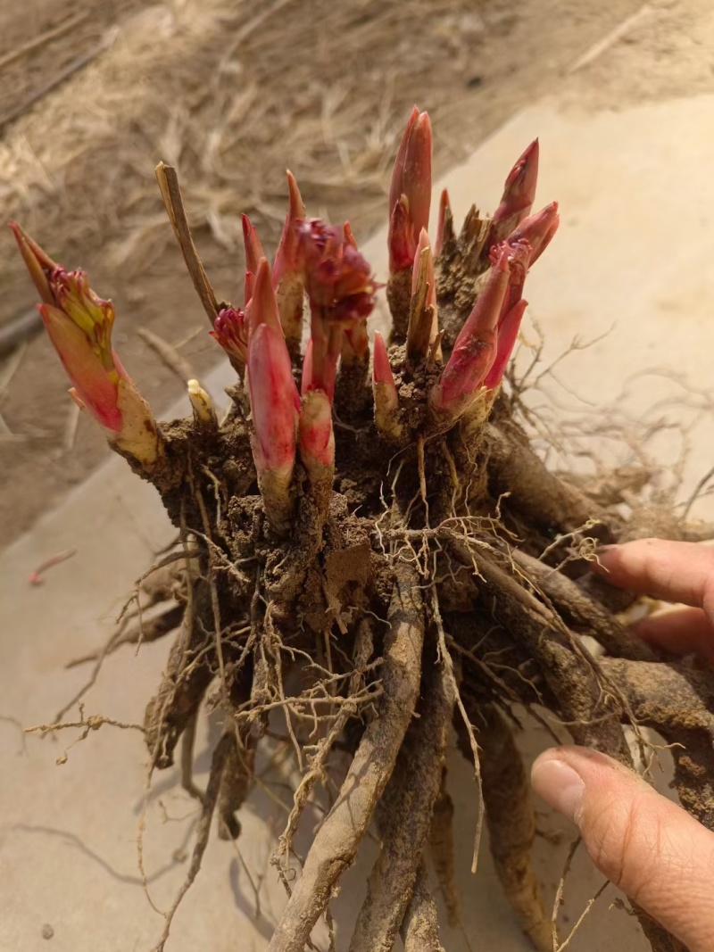 芍药牡丹花苗，牡丹城菏泽基地直发，品种齐全，现要现挖
