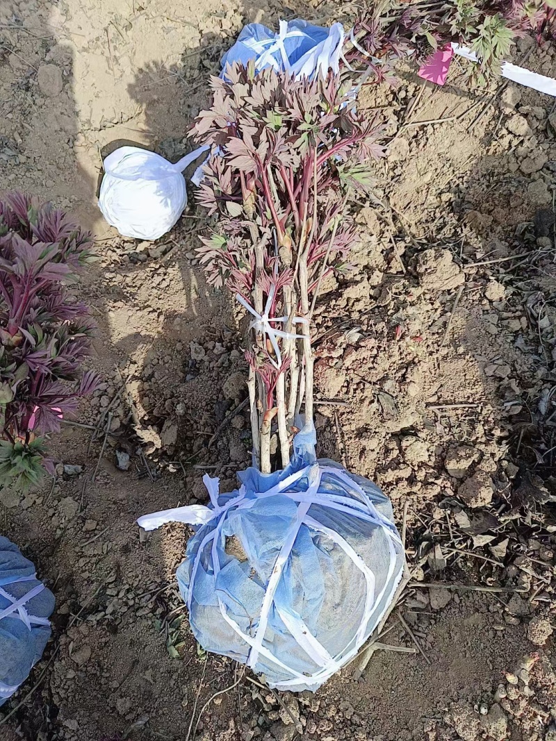 芍药牡丹花苗，牡丹城菏泽基地直发，品种齐全，现要现挖