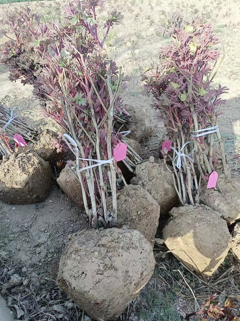 芍药牡丹花苗，牡丹城菏泽基地直发，品种齐全，现要现挖