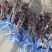 芍药牡丹花苗，牡丹城菏泽基地直发，品种齐全，现要现挖