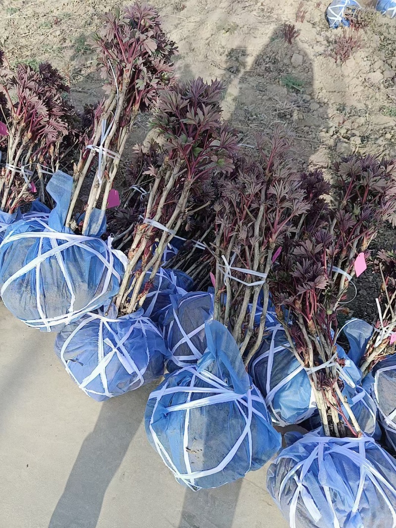 芍药牡丹花苗，牡丹城菏泽基地直发，品种齐全，现要现挖