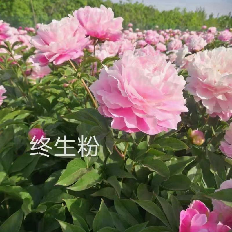 精品芍药花苗，芍药之乡，园林景观，庭院观赏，现挖保活