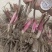 精品芍药花苗，芍药之乡，园林景观，庭院观赏，现挖保活
