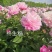 精品芍药花苗，芍药之乡，园林景观，庭院观赏，现挖保活