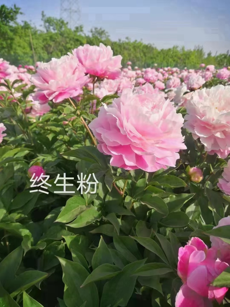 精品芍药花苗，芍药之乡，园林景观，庭院观赏，现挖保活