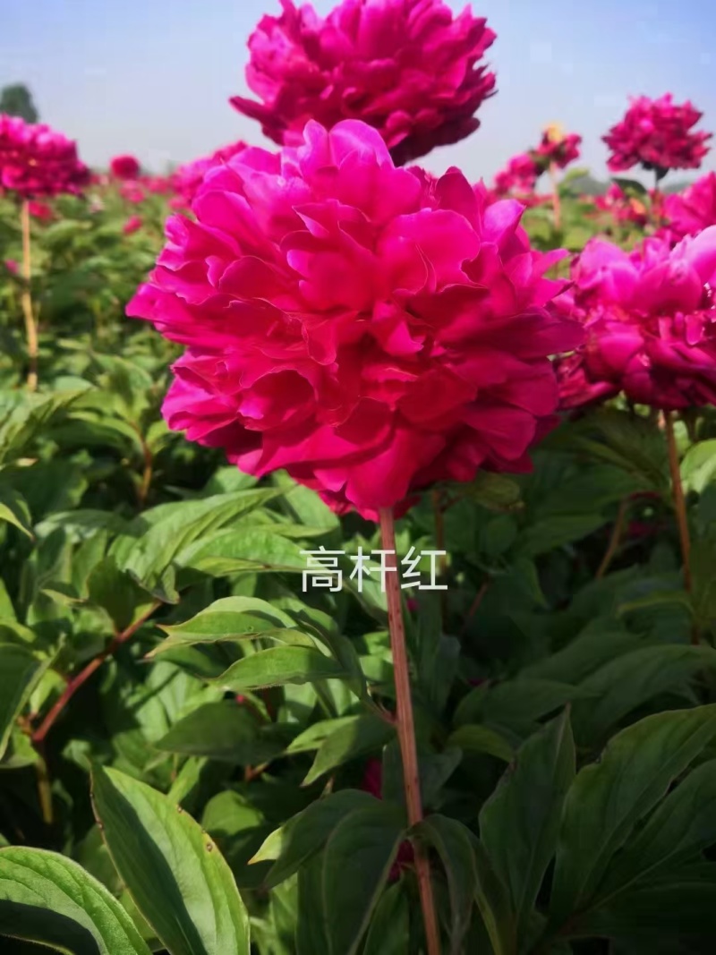 精品芍药花苗，芍药之乡，园林景观，庭院观赏，现挖保活