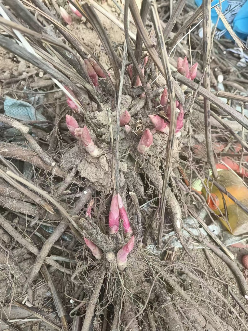 精品芍药花苗，芍药之乡，园林景观，庭院观赏，现挖保活