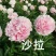 精品芍药花苗，芍药之乡，园林景观，庭院观赏，现挖保活
