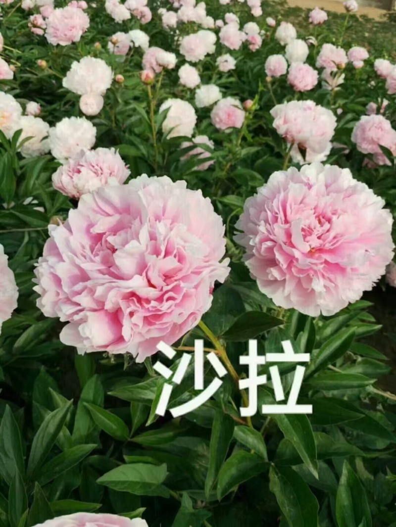 精品芍药花苗，芍药之乡，园林景观，庭院观赏，现挖保活