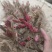 精品芍药花苗，芍药之乡，园林景观，庭院观赏，现挖保活