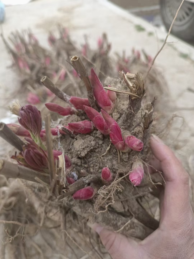 精品芍药花苗，芍药之乡，园林景观，庭院观赏，现挖保活
