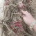 精品芍药花苗，芍药之乡，园林景观，庭院观赏，现挖保活