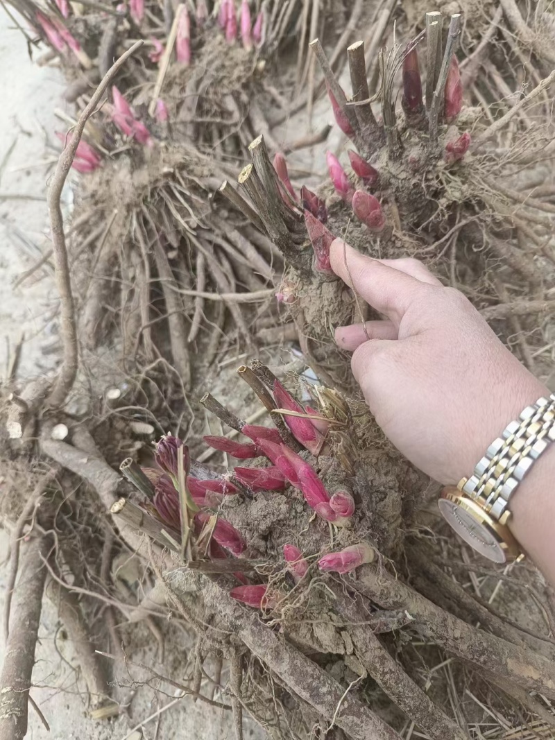 精品芍药花苗，芍药之乡，园林景观，庭院观赏，现挖保活