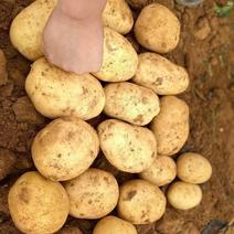 广西新土豆，红土种植，量大从优。