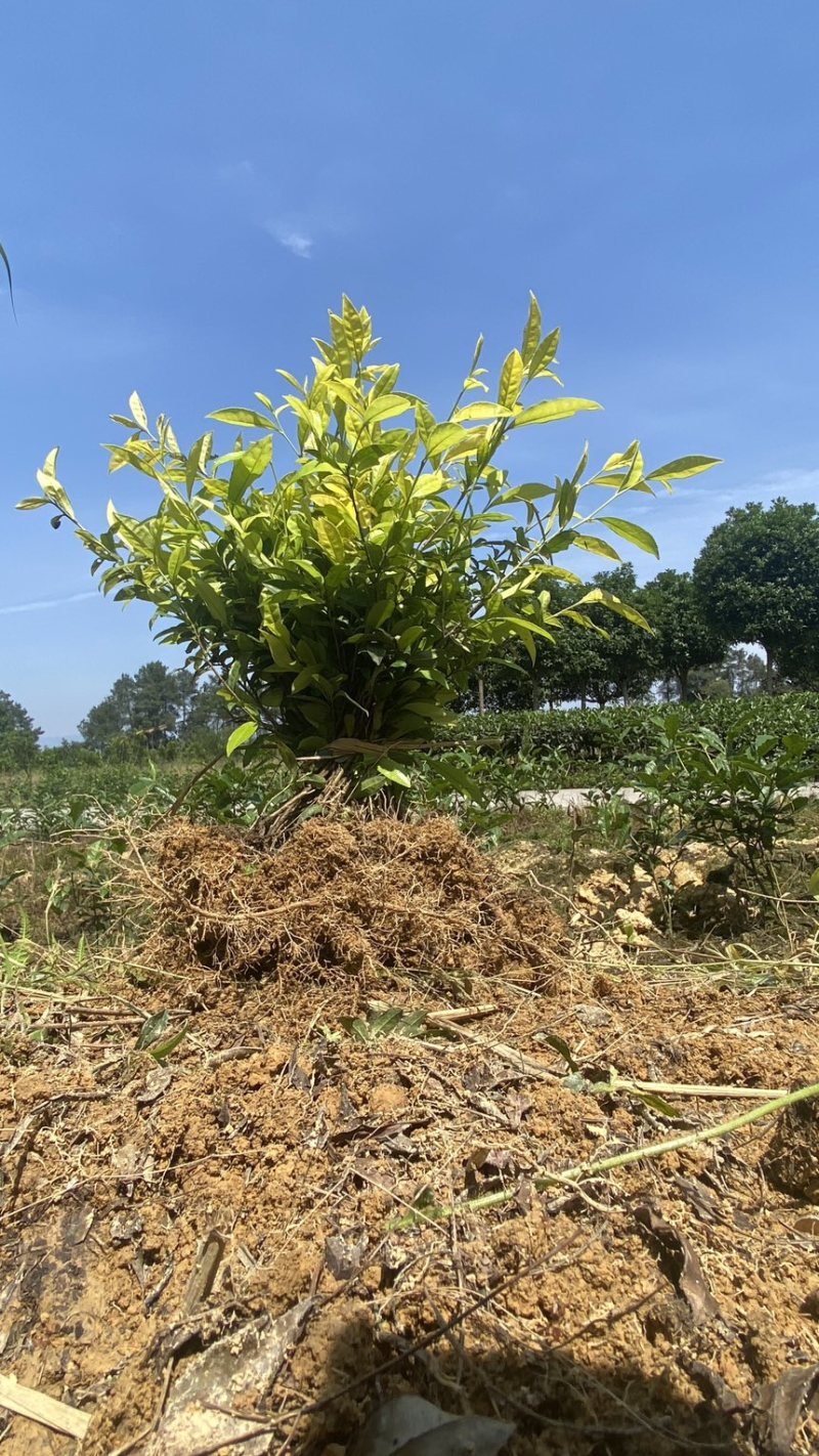 茶叶苗品种齐全绿茶奶白茶黄金茶安吉白茶