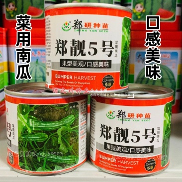 郑靓5号菜用南瓜种子早熟长圆条形南瓜春秋七叶早花皮菜南瓜