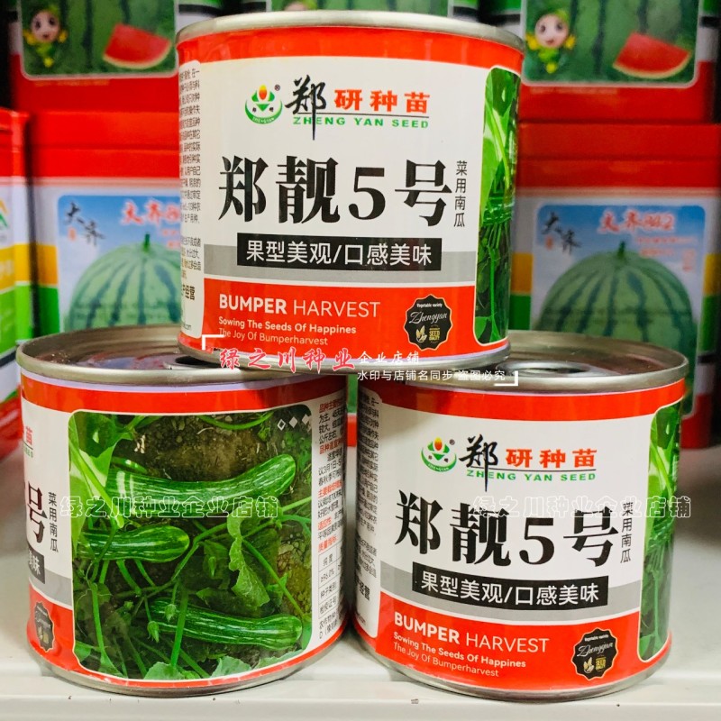 郑靓5号菜用南瓜种子早熟长圆条形南瓜春秋七叶早花皮菜南瓜