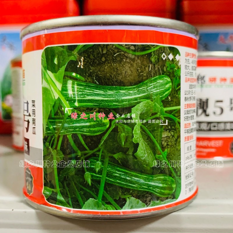 郑靓5号菜用南瓜种子早熟长圆条形南瓜春秋七叶早花皮菜南瓜