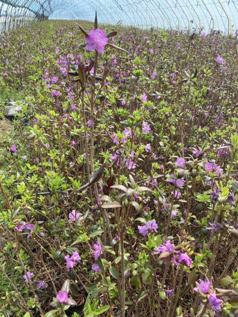 东北辽宁兴安杜鹃花映山红达子香容器杯苗