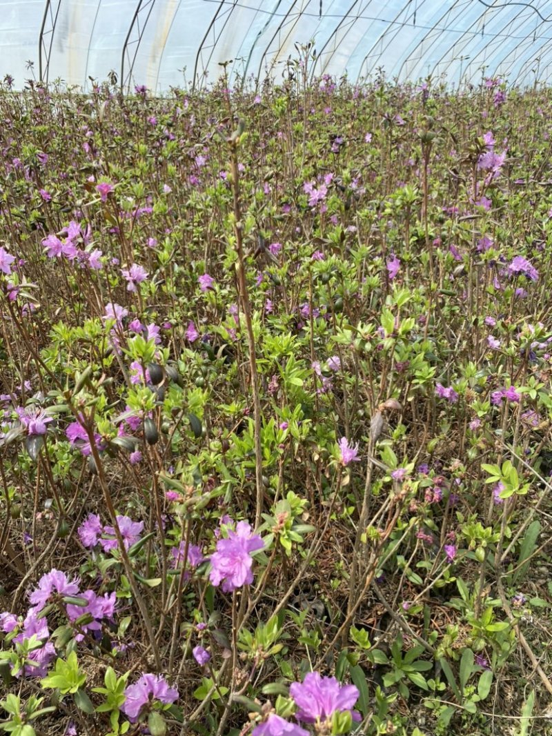 东北辽宁兴安杜鹃花映山红达子香容器杯苗