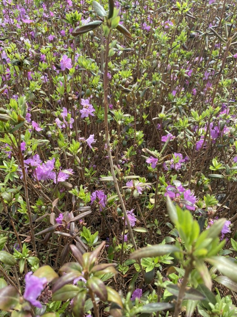 东北辽宁兴安杜鹃花映山红达子香容器杯苗