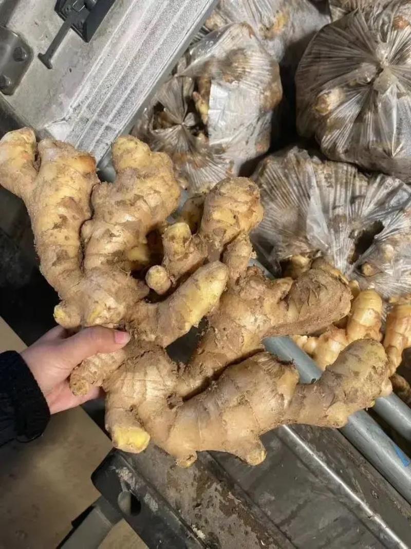 山东生姜小黄姜大黄姜品种齐全（辣味足块头大）发全国