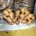 山东生姜小黄姜大黄姜品种齐全(辣味足块头大)发全国