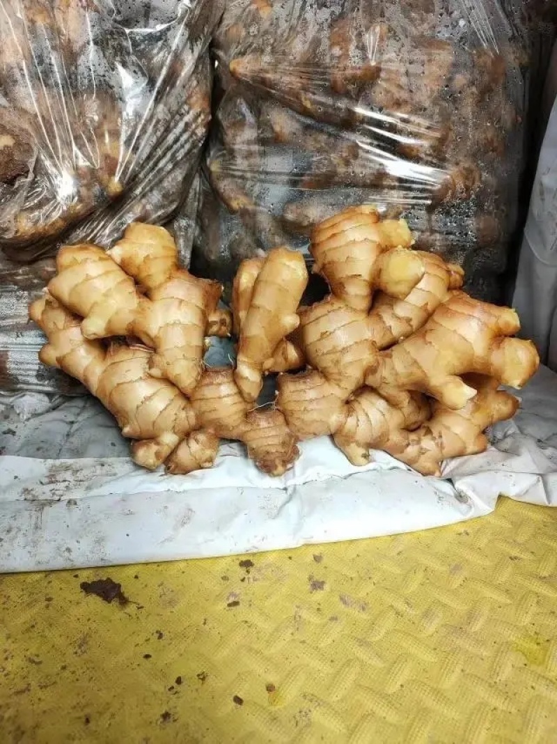 山东生姜小黄姜大黄姜品种齐全（辣味足块头大）发全国