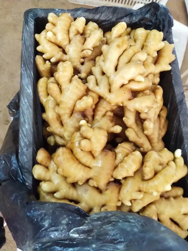 山东生姜小黄姜大黄姜品种齐全（辣味足块头大）发全国