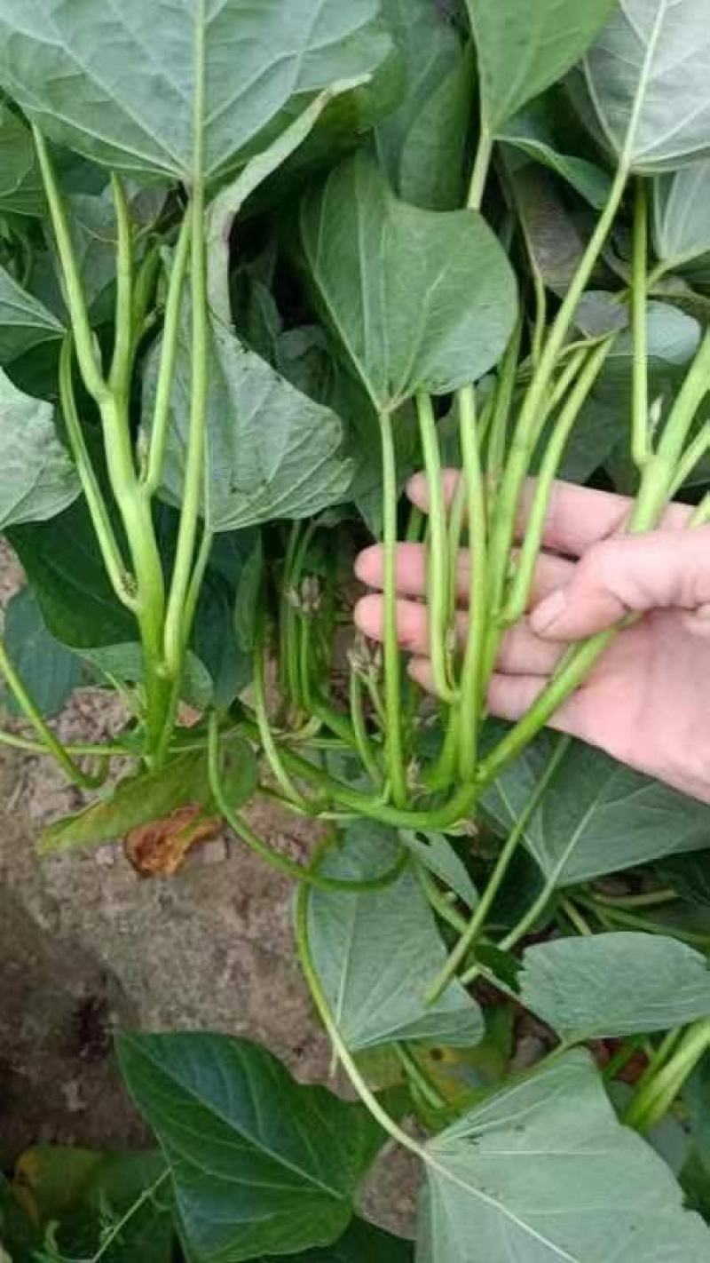 西瓜红红薯苗一点红（冰淇淋）红薯苗