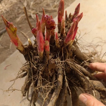 芍药牡丹花苗，牡丹城菏泽基地直发，品种齐全，现要现挖