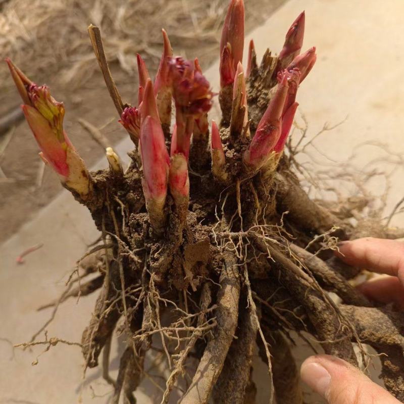 芍药牡丹花苗，牡丹城菏泽基地直发，品种齐全，现要现挖